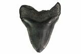 Huge, Fossil Megalodon Tooth - South Carolina #171117-2